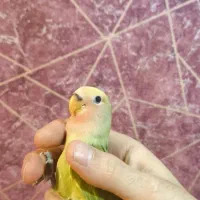 طوطی برزیلی|پرنده|تبریز, |دیوار