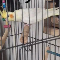 عروس هلندی جفت مولد