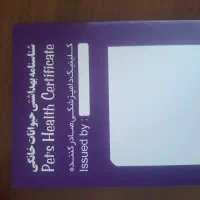 توله ژرمن شپرد|سگ|یزد, |دیوار