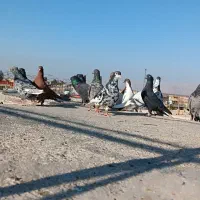 تعدادی کفتر دم سفید و ...