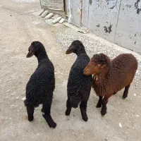 بره شیرمست خوراک خور نر ۲تا ماده یکی (گوسفند)