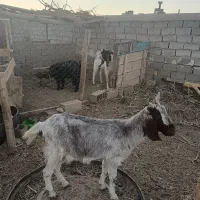 بز شیری تازه زا فروشی|حیوانات مزرعه|خواف, |دیوار