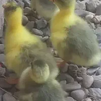 جوجه غاز