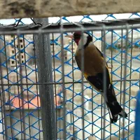 سهره|پرنده|محمدشهر, شهرک پیام (مهرالبرز)|دیوار