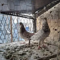 سرورنروماده بشرت|پرنده|کرج, شهرک سهرابیه|دیوار