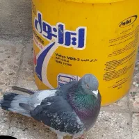 کبوتر|پرنده|خرم‌آباد, |دیوار