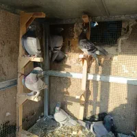 کفتر پلاکی ماده