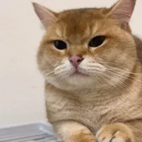 فروش تعدادی مولد اسکاتیش و بریتیش نر و ماده|گربه|اهواز, کیانپارس |دیوار