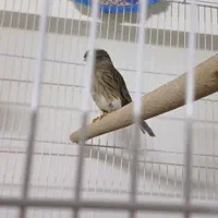 قناری گلاستر.  ماده