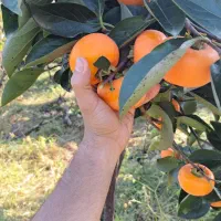 فروش خرمالوی عمده|عمدهفروشی|رودسر, |دیوار