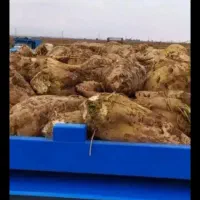 چغندر قند|عمدهفروشی|تربت جام, معدآباد|دیوار