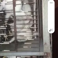 تولیت تخمگذار ۸۰ روزه|حیوانات مزرعه|خان ببین, |دیوار