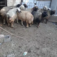 میش شهرکردی اصل