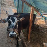 گاو|حیوانات مزرعه|بیکاه, |دیوار