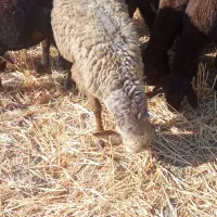 بره قوچ