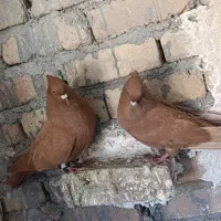 زرد و شو زرد درجه یک