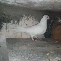 ۵ عدد کبوتر|پرنده|شاندیز, |دیوار