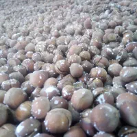 فروش انواع فندق خام. الک و ترک زده و برشته نمکی|خوردنی و آشامیدنی|رودسر, |دیوار