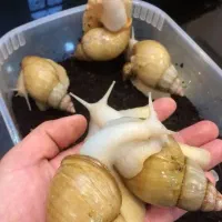 حلزون اچاتینا مولد