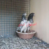کبوتر پاکستانی|پرنده|اصفهان, شیخ اشراق|دیوار