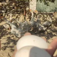 تخم نطفه دار قوغاز لیندا و اوکراینی