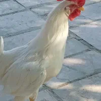 3 عدد خروس