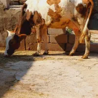 گاو شکم اول با گوساله