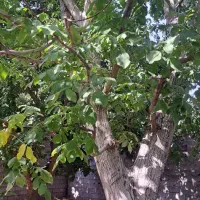 باغ-چهار-دیواری-414-متری-عالی