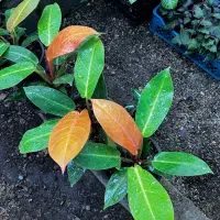 انواع گل اپارتمانی|گل و گیاه طبیعی|بابل, |دیوار