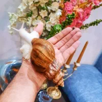 حلزون وارداتی آلبینو و جید