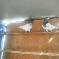 کبوتر پاکستانی