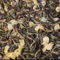 تخم بلدرچین نطفه دار|حیوانات مزرعه|شیروان (خراسان), |دیوار