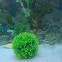 جوجه اسکار تعداد ..دورود