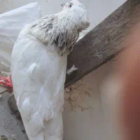 کفتر خوشگل