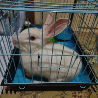 خرگوش