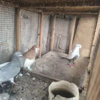 کبوتر رنگی|پرنده|آبپخش, |دیوار