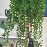 شمشاد گلدار|گل مصنوعی|نسیم‌شهر, |دیوار