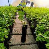 نهال انگور موندراپ