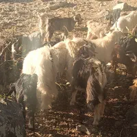 25عدد کهره دونه 5و پانصد|حیوانات مزرعه|لنده, |دیوار