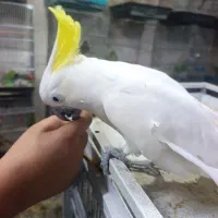 کاکادو تاج زرد باراتا