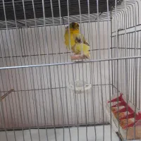 قناری فر ماده