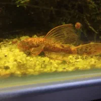 جفت پیش مولد کت رد ماربل سوپر باله