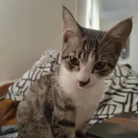 واگذاری رایگان تام|گربه|رشت, گلسار|دیوار