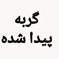 یک گربه محدوده عدالت ۹۲ پیدا شده