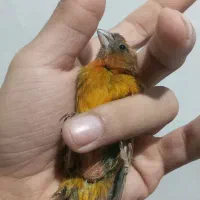 قناری ماده دارچینی سوخته اروجینال آماده|پرنده|بجنورد, |دیوار