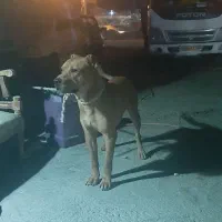 سگ پیت بول|سگ|تهران, شهرک امام خمینی|دیوار