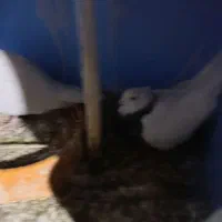 کفتر کله ای