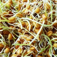 جوانه گندم (سمنو)