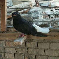 کبوتر دم سفید|پرنده|اهواز, بهارستان|دیوار