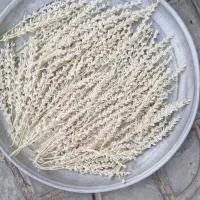 بودرخت کریشکو